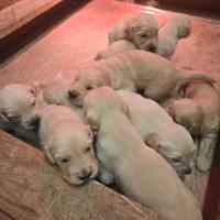 Cuccioli di golden retriever con pedigree