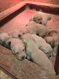 Cuccioli di golden retriever con pedigree