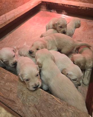 Cuccioli di golden retriever con pedigree