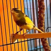 Canarino Timbrado maschio con gabbia nuova