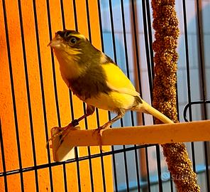 Canarino Timbrado maschio con gabbia nuova