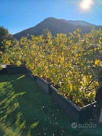 Siepi di pitosforo adulte altezza 180