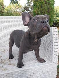 Cucciola bulldog francese esotico total blu