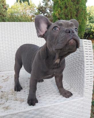Cucciola bulldog francese esotico total blu