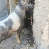 Pony