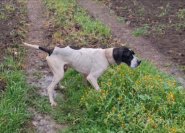 Pointer maschio