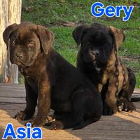 Cuccioli di cane corso