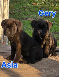 Cuccioli di cane corso