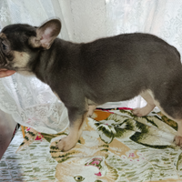 Bulldog francese blu tan pronta