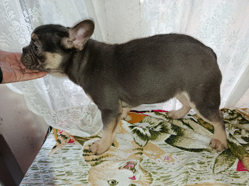 Bulldog francese blu tan pronta
