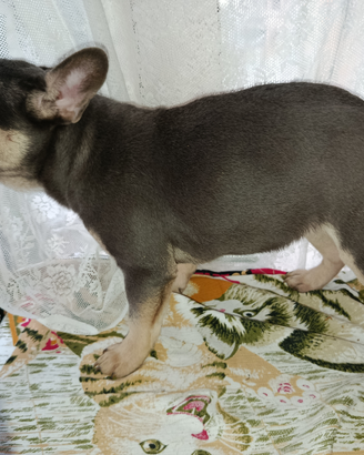 Bulldog francese blu tan pronta