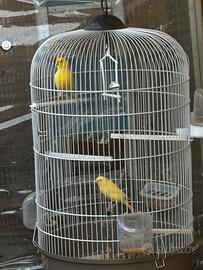 Canarini coppia
