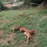 Cuccioli di segugio maremmano