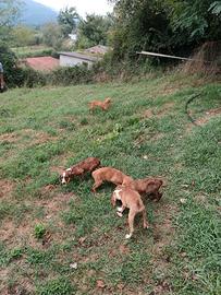 Cuccioli di segugio maremmano