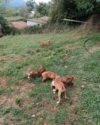 Cuccioli di segugio maremmano