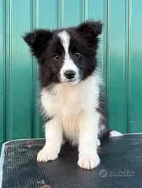 Border collie