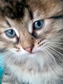 Gattini siberiani puri