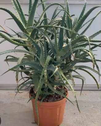 Aloe Vera e Aloe Arborescens 