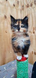 Cuccioli Maine Coon con Pedigree
