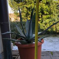 Agave in diverse dimensioni e tipo di vasi