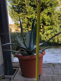 Agave in diverse dimensioni e tipo di vasi