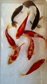 Pesci rossi per acquario o laghetto