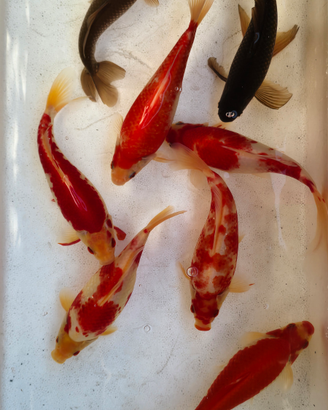 Pesci rossi per acquario o laghetto