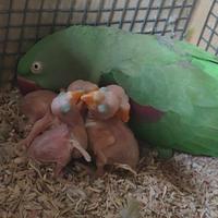 Pulli di Grande Alessandrino