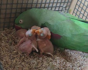 Pulli di Grande Alessandrino