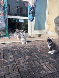 Cuccioli Siberian Husky con Pedigree Enci