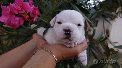 Staffordshire bull terrier