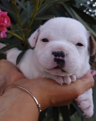 Staffordshire bull terrier