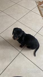 Bassotto cucciolo