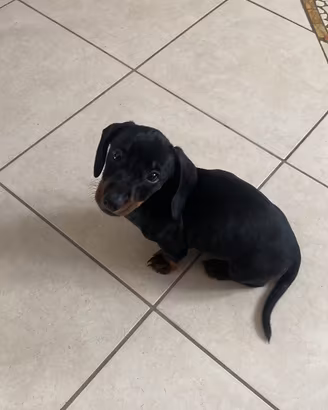 Bassotto cucciolo