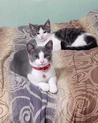Gattini maschi 3 mesi in adozione ad Airola BN
