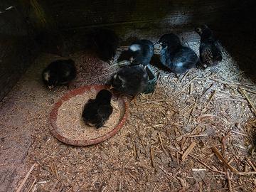 Pulcini marans