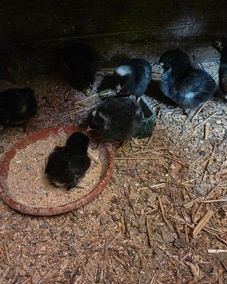 Pulcini marans