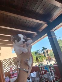 Chihuahua