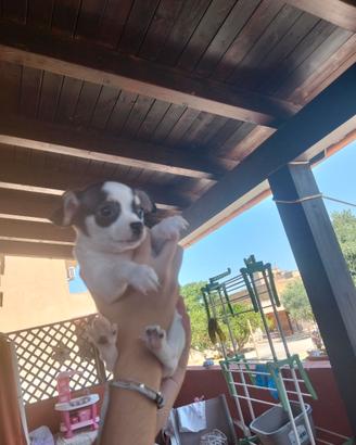 Chihuahua