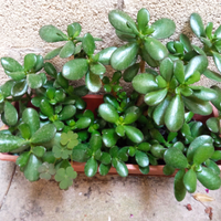 Crassula e talee varie