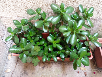 Crassula e talee varie