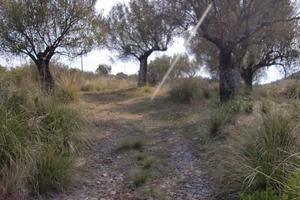 Terreno agricolo a camerota