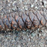 Pigna in ferro per pendolo - oggetti d'arredamento