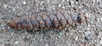 Pigna in ferro per pendolo - oggetti d'arredamento