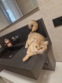 Gatta scottish straight