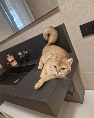 Gatta scottish straight