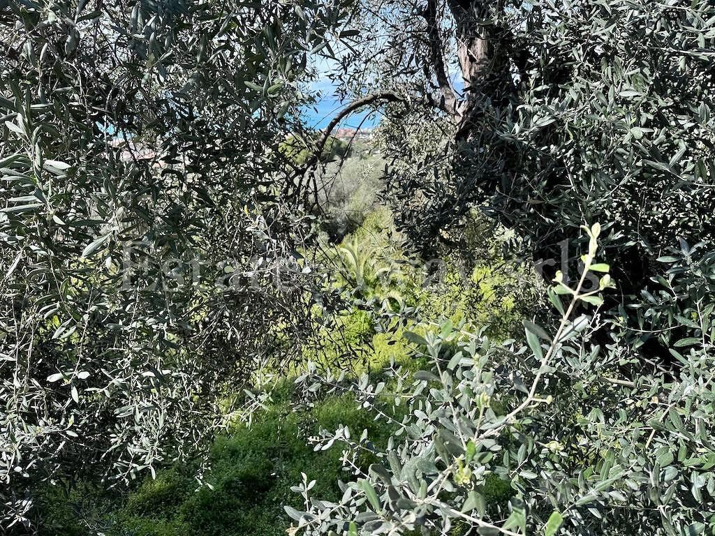 Terreno di 6000 m² a Bordighera - Vista 4
