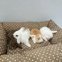 Conigli nani ariete mini lop