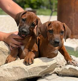 Cuccioli di Rhodesian ridgeback