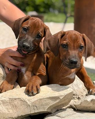 Cuccioli di Rhodesian ridgeback